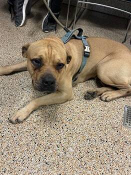 Rescue American Bulldog Dogs for Adoption in Doral, Florida - DIESEL | PetCurious