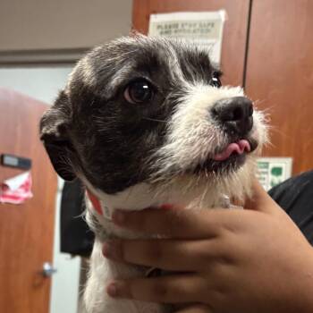 Lulu -  Boston Terrier and Mixed Breed Dog for Adoption in Yuma, Arizona - Lulu | PetCurious