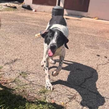 Eleven -  German Shorthaired Pointer and Mixed Breed Dog for Adoption in Springboro, Ohio - Eleven | PetCurious
