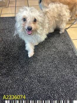 MACK -  Mixed Breed Dog for Adoption in West Palm Beach, Florida - MACK | PetCurious