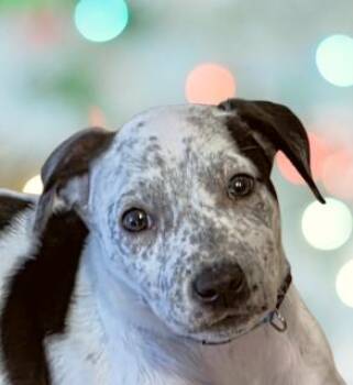 Dot-looking for a foster or furever home -  Mixed Breed Dog for Adoption in Schaumburg, Illinois - Dot-looking For A Foster Or Furever Home | PetCurious