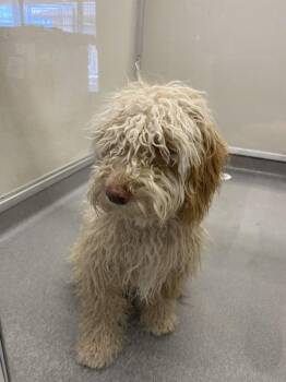 Rosie -  Miniature Poodle Dog for Adoption in Victorville, California - Rosie | PetCurious