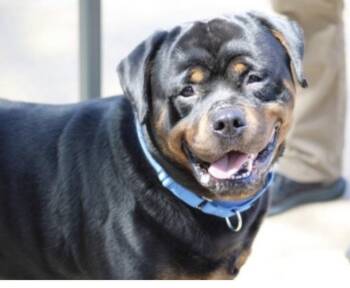 Gunner -  Rottweiler Dog for Adoption in Deering, New Hampshire - Gunner | PetCurious