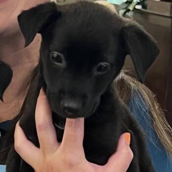 Batman -  Mixed Breed Dog for Adoption in La Grange, Kentucky - Batman | PetCurious