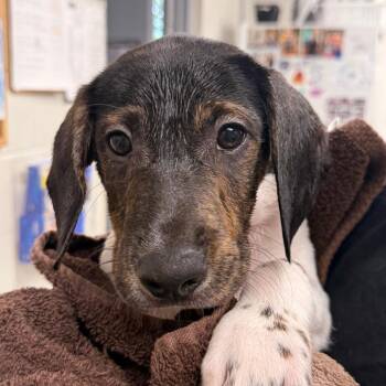 Laffy Taffy -  Beagle and Mixed Breed Dog for Adoption in Evansville, Indiana - Laffy Taffy | PetCurious