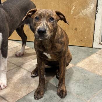 Star -  Mixed Breed Dog for Adoption in Chattanooga, Tennessee - Star | PetCurious