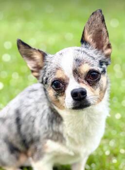Chihuahua Dogs Available for Adoption - Max (7 Lbs) | PetCurious