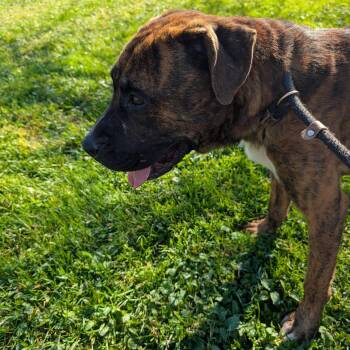192662 LOOKING FOR OWNER -  Boxer Dog for Adoption in Ravenna, Ohio - 192662 LOOKING FOR OWNER | PetCurious