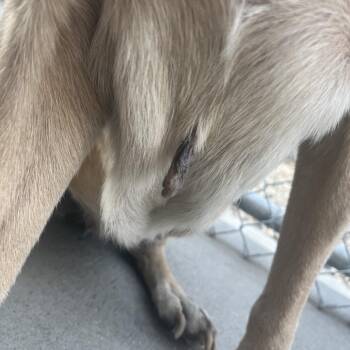 FFR-Stray-14491 -  Yellow Labrador Retriever Dog for Adoption in Bismarck, North Dakota - FFR-Stray-14491 | PetCurious