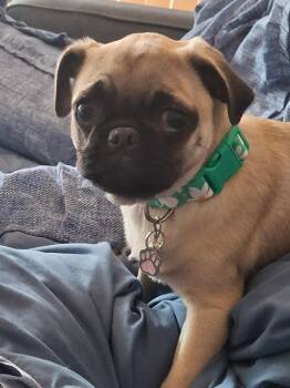 Dolly -  Pug Dog for Adoption in Fresno, California - Dolly | PetCurious