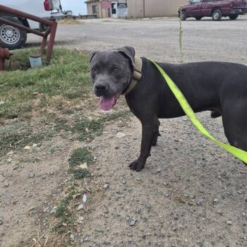 Blue -  Pit Bull Terrier and Mixed Breed Dog for Adoption in Durant, Oklahoma - Blue | PetCurious