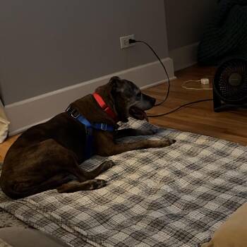 Gertrude ~ Coming Soon!!! -  Pit Bull Terrier Dog for Adoption in Chicago, Illinois - Gertrude ~ Coming Soon!!! | PetCurious