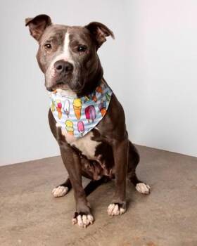 Pit Bull Terrier and Mixed Breed Dogs Available for Adoption in Camano, Washington - Korra | PetCurious