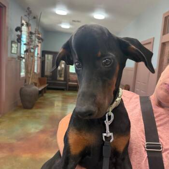 Teeny -  Doberman Pinscher Dog for Adoption in Montgomery, Texas - Teeny | PetCurious