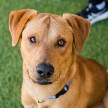 Riker -  Labrador Retriever and Mixed Breed Dog for Adoption in Springboro, Ohio - Riker | PetCurious