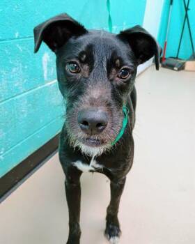 Mixed Breed Dogs Available for Adoption in Nashville, Tennessee - Space | PetCurious