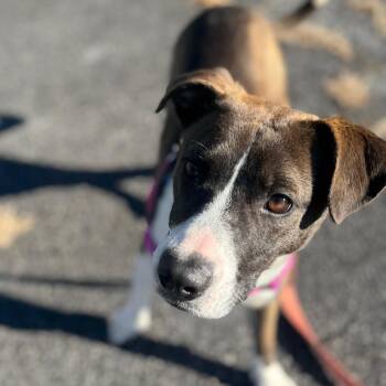 Mixed Breed Dogs Available for Adoption - Diet Dr. Kelp, LLC | PetCurious