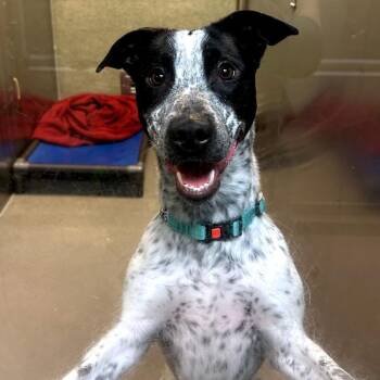 Pit Bull Terrier and Australian Cattle Dog Blue Heeler Dogs Available for Adoption in Baltimore, Maryland - Taro Tortellini | PetCurious