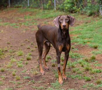 Copper -  Doberman Pinscher Dog for Adoption in Atlanta, Georgia - Copper | PetCurious