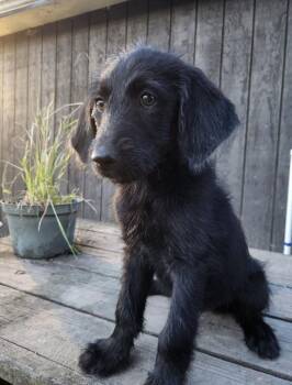 Esmeray -  Poodle and Retriever Dog for Adoption in Cheektowaga, New York - Esmeray | PetCurious
