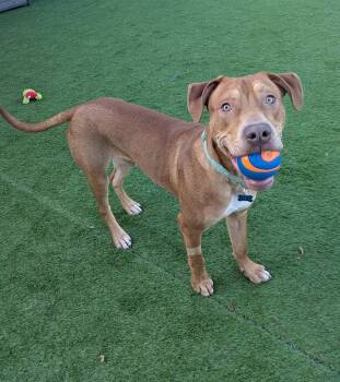 Lucky -  Mixed Breed Dog for Adoption in Cedar Rapids, Iowa - Lucky | PetCurious