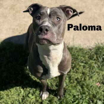 Rescue Mixed Breed Dogs for Adoption in Gladstone, Michigan - Paloma 250850 | PetCurious