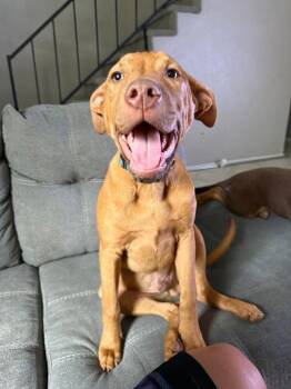 Jameson -  Black Mouth Cur Dog for Adoption in Euless, Texas - Jameson | PetCurious