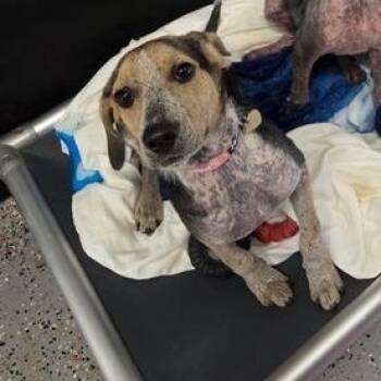 Amal -  Beagle and Mixed Breed Dog for Adoption in Fairfax, Virginia - Amal | PetCurious