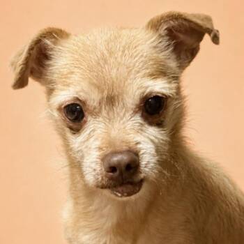 Bow -  Terrier and Mixed Breed Dog for Adoption in Kim, Colorado - Bow | PetCurious