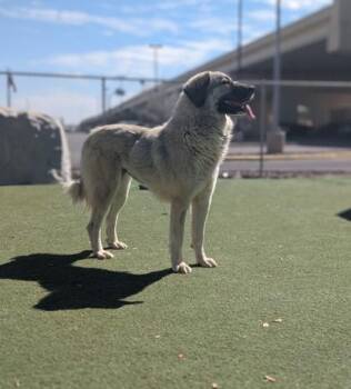 Great Pyrenees and Mixed Breed Dogs Available for Adoption - Willow* | PetCurious