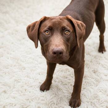 Labrador Retriever and Mixed Breed Dogs Available for Adoption in Saugus, Massachusetts - Sampson | PetCurious