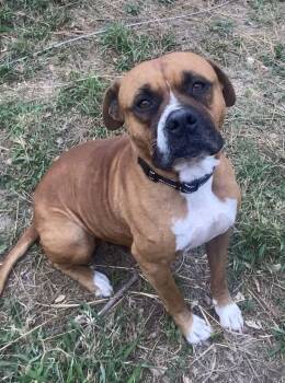 Boxer Dogs Available for Adoption - GABRIEL | PetCurious