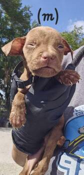 American Bulldog Dogs Available for Adoption in Lakeland, Florida - Walmart - Black | PetCurious