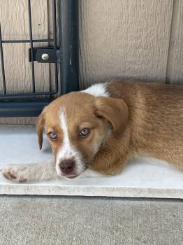 Australian Cattle Dog Blue Heeler Dogs Available for Adoption in Bolivar, Missouri - Perseverance | PetCurious