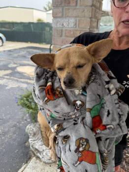 Poncho -  Chihuahua Dog for Adoption in Lakeland, Florida - Poncho | PetCurious