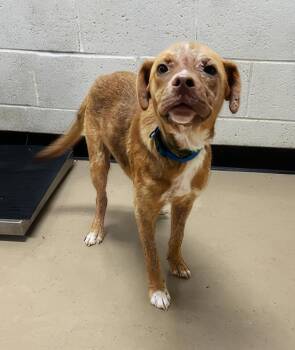 Toodles -  Mixed Breed Dog for Adoption in Nashville, Tennessee - Toodles | PetCurious