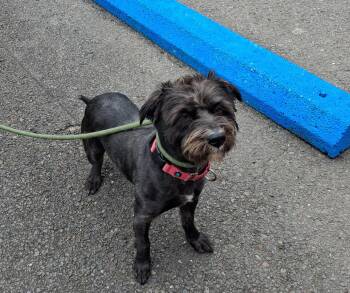 Yeti -  Terrier Dog for Adoption in Long Beach, Washington - Yeti | PetCurious