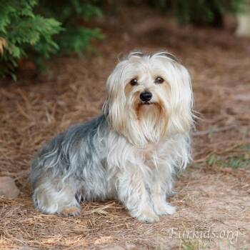 Sophie 22814 -  Yorkshire Terrier and Maltese Dog for Adoption in Cumming, Georgia - Sophie 22814 | PetCurious