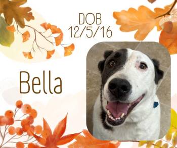 Rescue Labrador Retriever Dogs for Adoption in Tama, Iowa - Bella | PetCurious