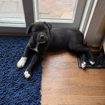 Golden Retriever Dogs Available for Adoption in River Vale, New Jersey - Haze | PetCurious