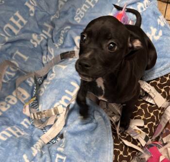 Pit Bull Terrier Dogs Available for Adoption - Anna | PetCurious