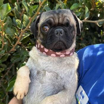 Wilma -  Pug Dog for Adoption in Goleta, California - Wilma | PetCurious