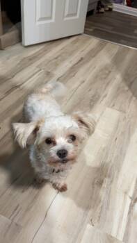 Rescue Shih Tzu and Poodle Dogs for Adoption in Portland, Indiana - Ellie | PetCurious