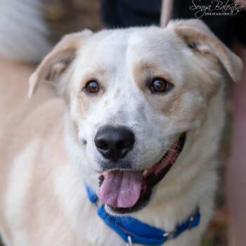 COOPER-31071 -  Labrador Retriever and Great Pyrenees Dog for Adoption in Memphis, Tennessee - COOPER-31071 | PetCurious