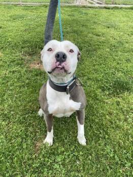 Pit Bull Terrier Dogs Available for Adoption in Modesto, California - MARSHMALLOW | PetCurious