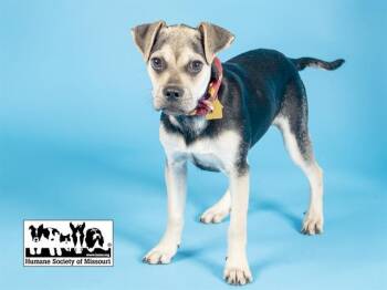PRINCESS -  Beagle and Mixed Breed Dog for Adoption in St. Louis, Missouri - PRINCESS | PetCurious