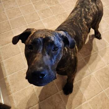 Presa Canario Dogs Available for Adoption in Manchester, Pennsylvania - Mocha | PetCurious