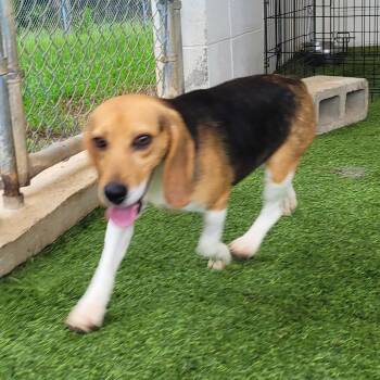 SADIE 6304 -  Beagle Dog for Adoption in Loxahatchee Groves, Florida - SADIE 6304 | PetCurious