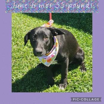 Labrador Retriever Dogs Available for Adoption - June | PetCurious