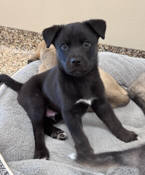 Arktos -  Husky and Siberian Husky Dog for Adoption in Hackensack, Minnesota - Arktos | PetCurious